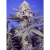 Pineapple Slush XL Auto